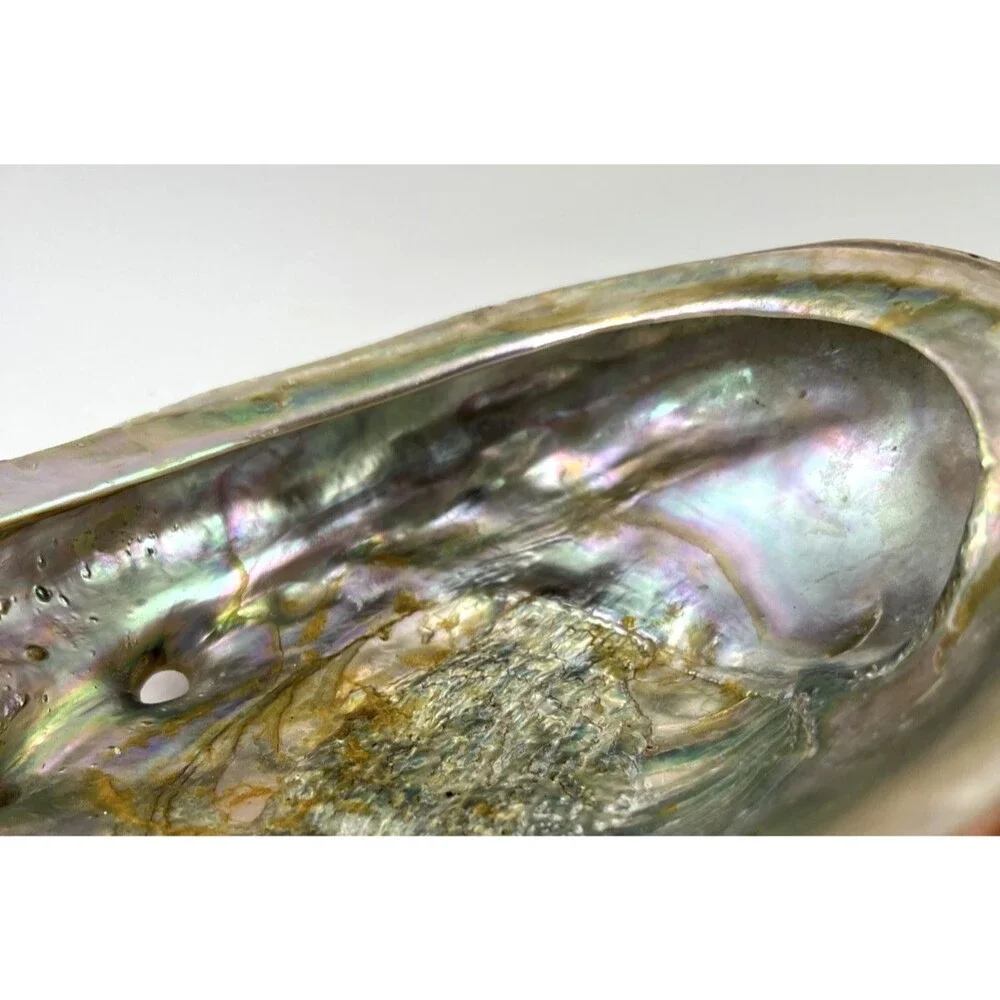 Vintage Abalone Half Shell 8.25